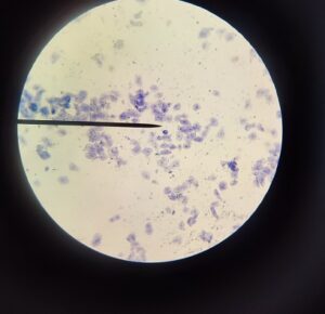 Prácticas de Biología en 1º Bachillerato