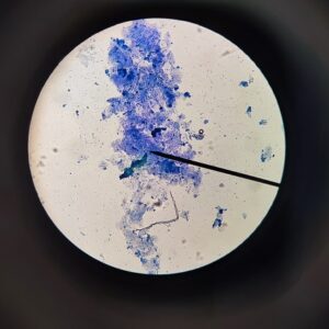 Prácticas de Biología en 1º Bachillerato